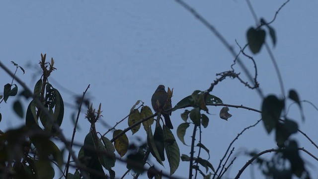 Crimson-browed Finch - ML616578016