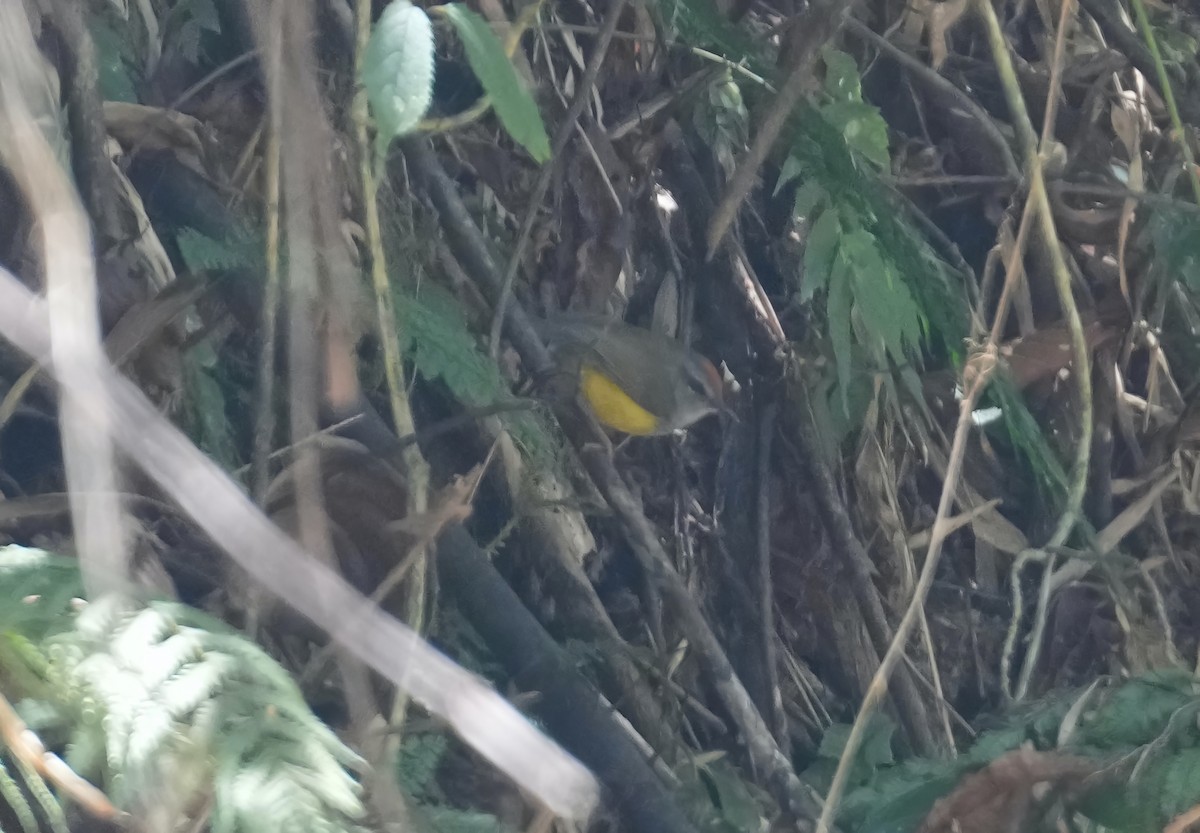 Broad-billed Warbler - Sudip Simha