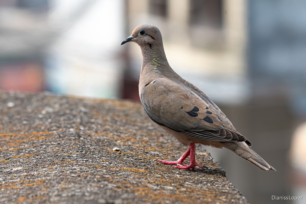 Eared Dove - ML616578043