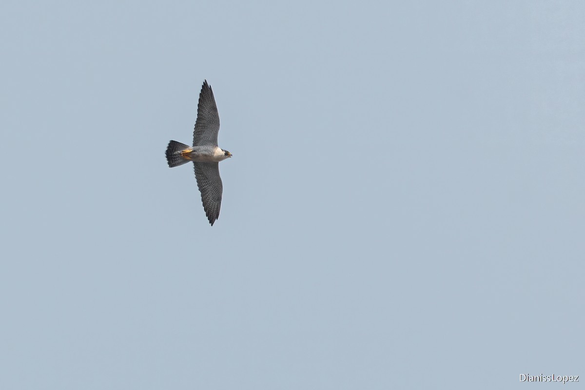 Peregrine Falcon - ML616578045