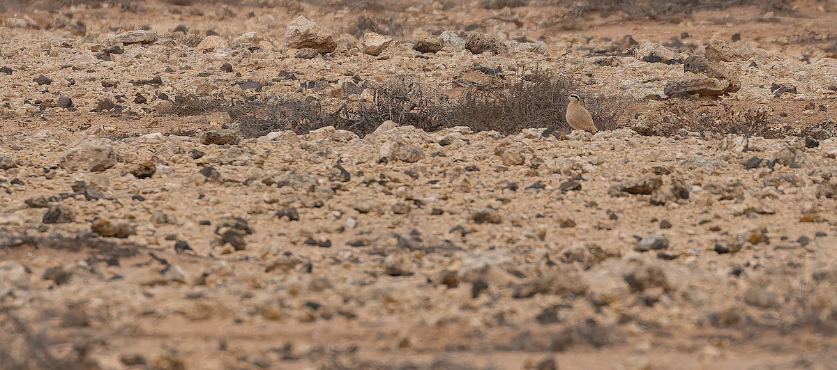 Cream-colored Courser - Friedemann Arndt