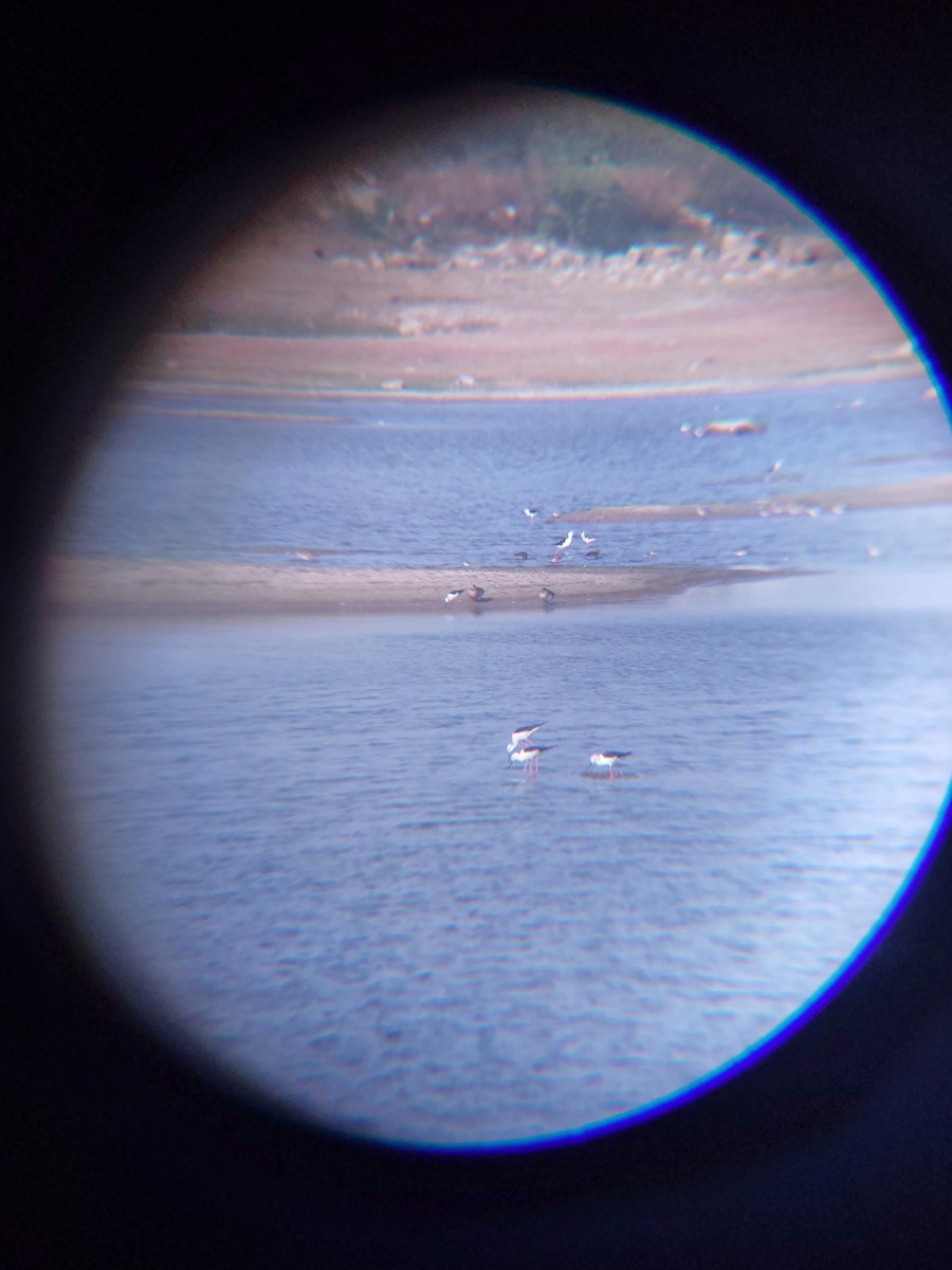 Red-crested Pochard - ML616578074