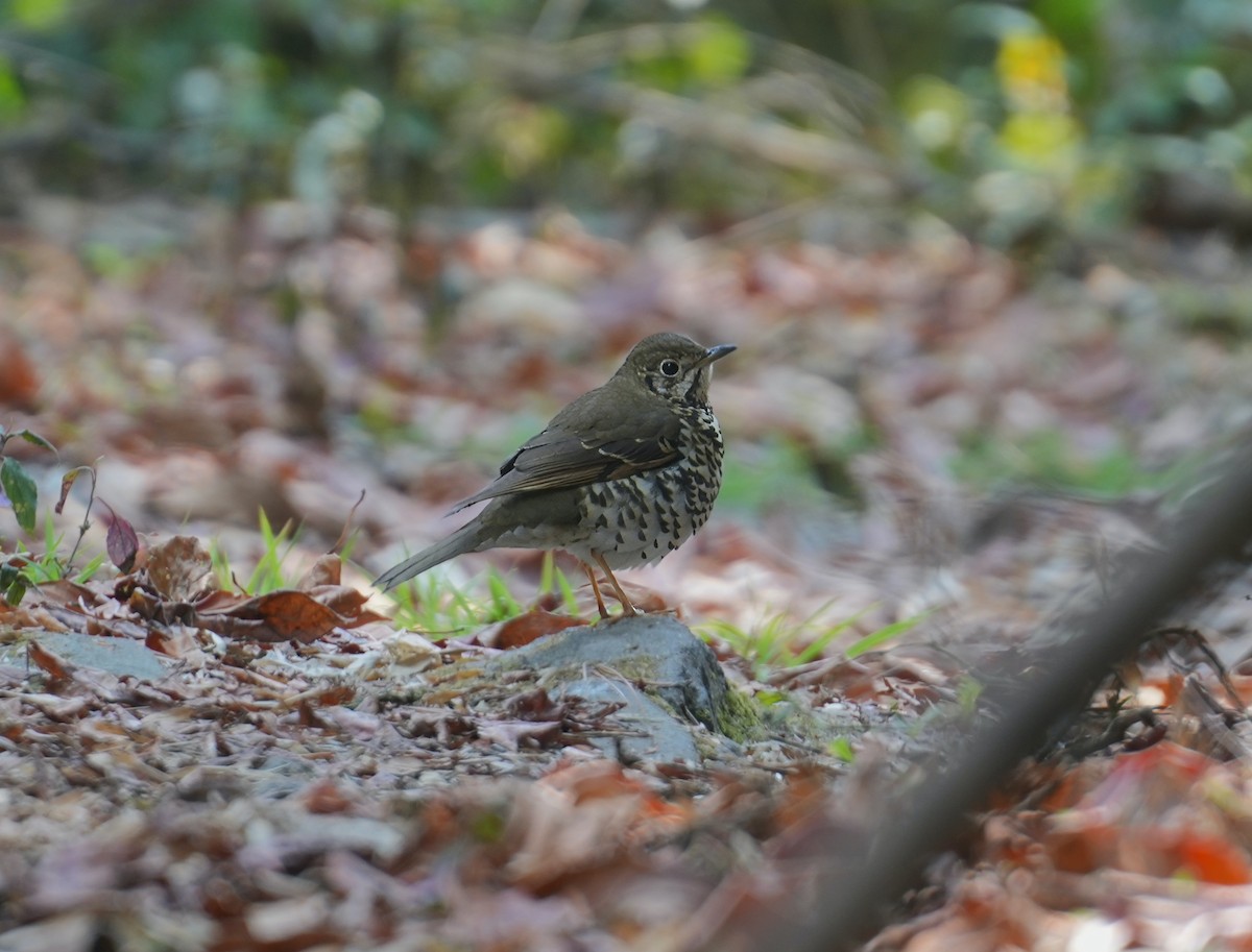 Long-tailed Thrush - ML616578076