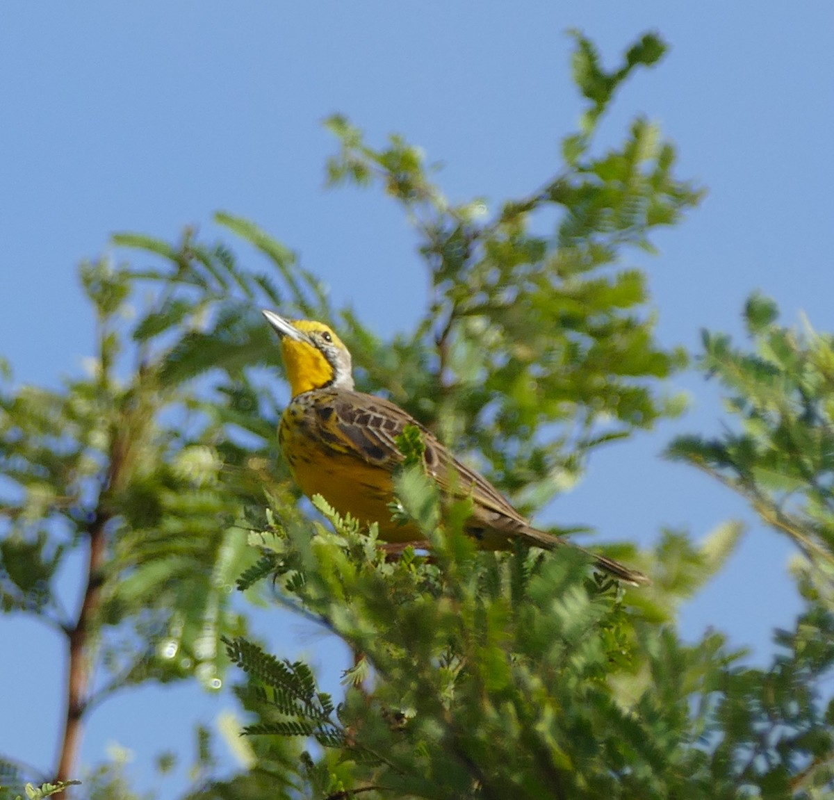 Yellow-throated Longclaw - ML616578097