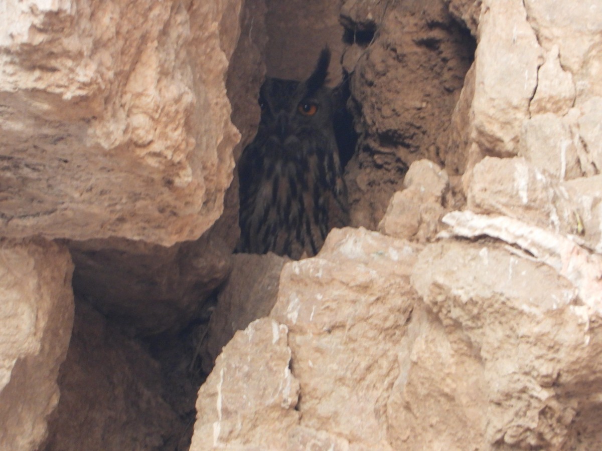 Eurasian Eagle-Owl - ML616578115