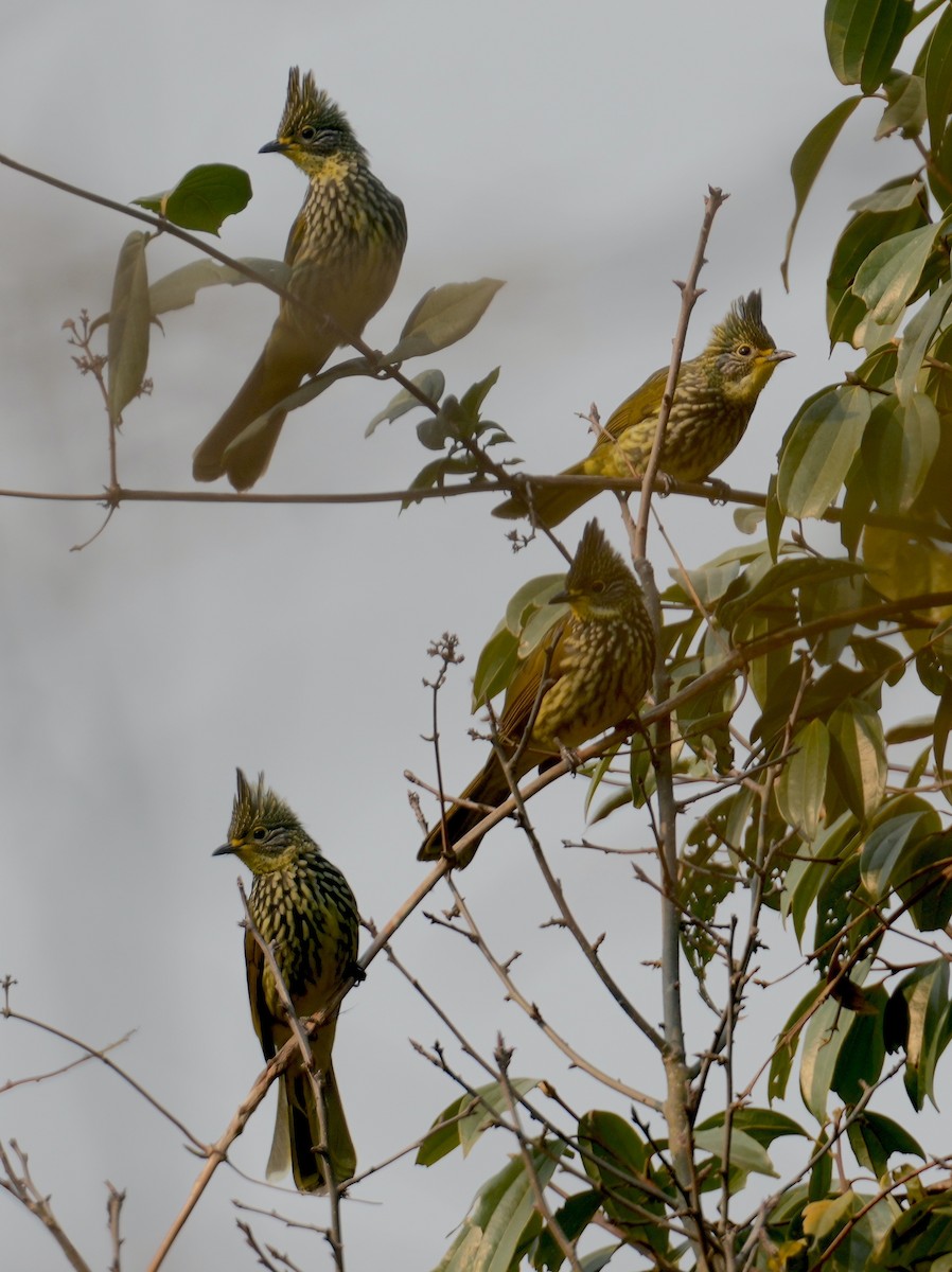 Bulbul Estriado - ML616578118