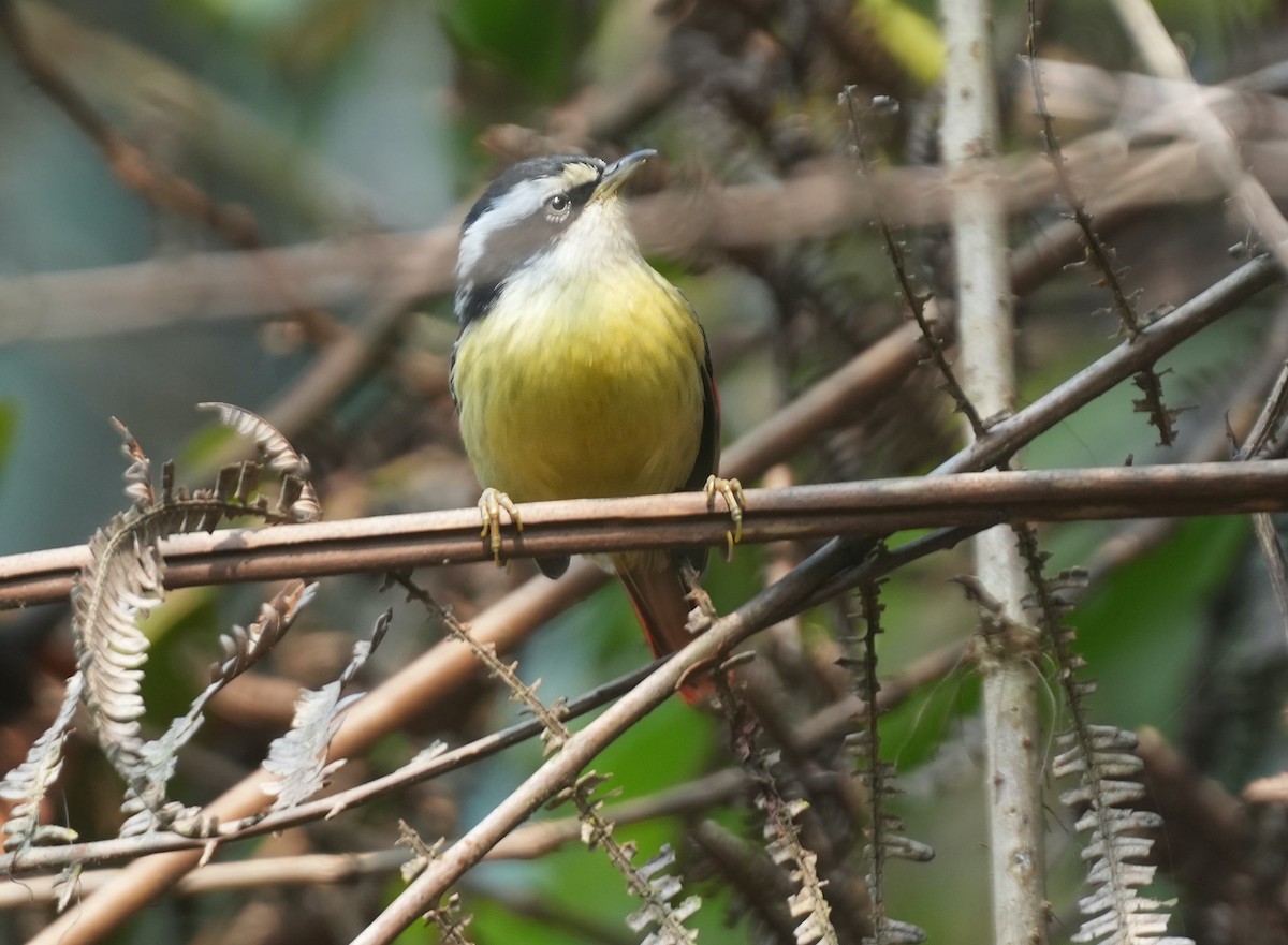 Red-tailed Minla - ML616578120