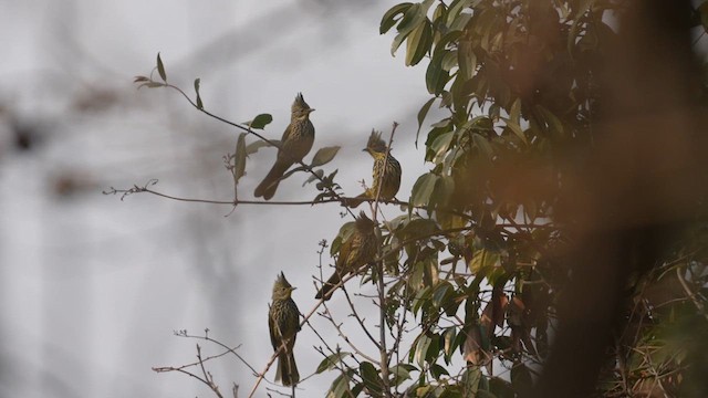 Striated Bulbul - ML616578154