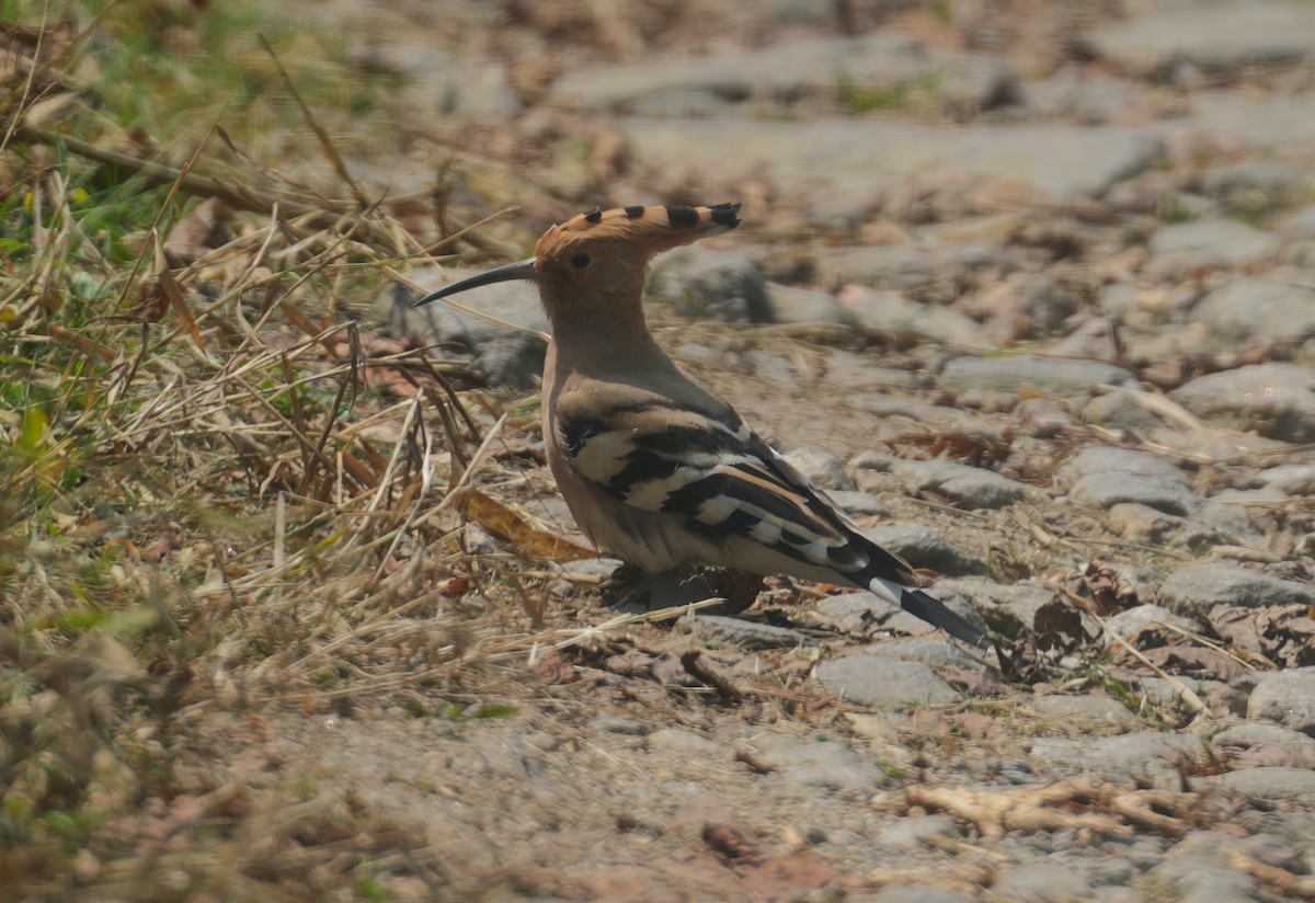 Eurasian Hoopoe - ML616578217