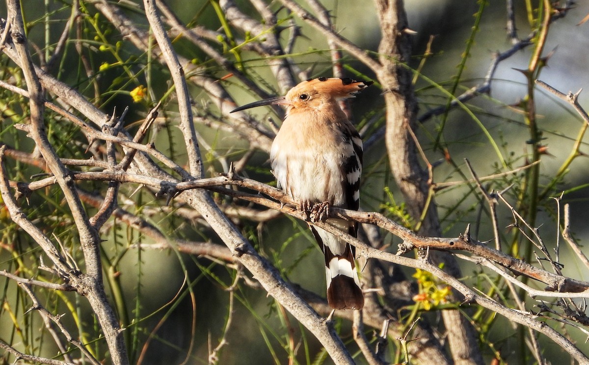 Eurasian Hoopoe - ML616578229