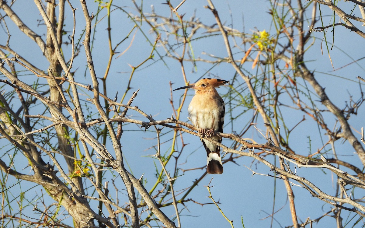 Eurasian Hoopoe - ML616578230