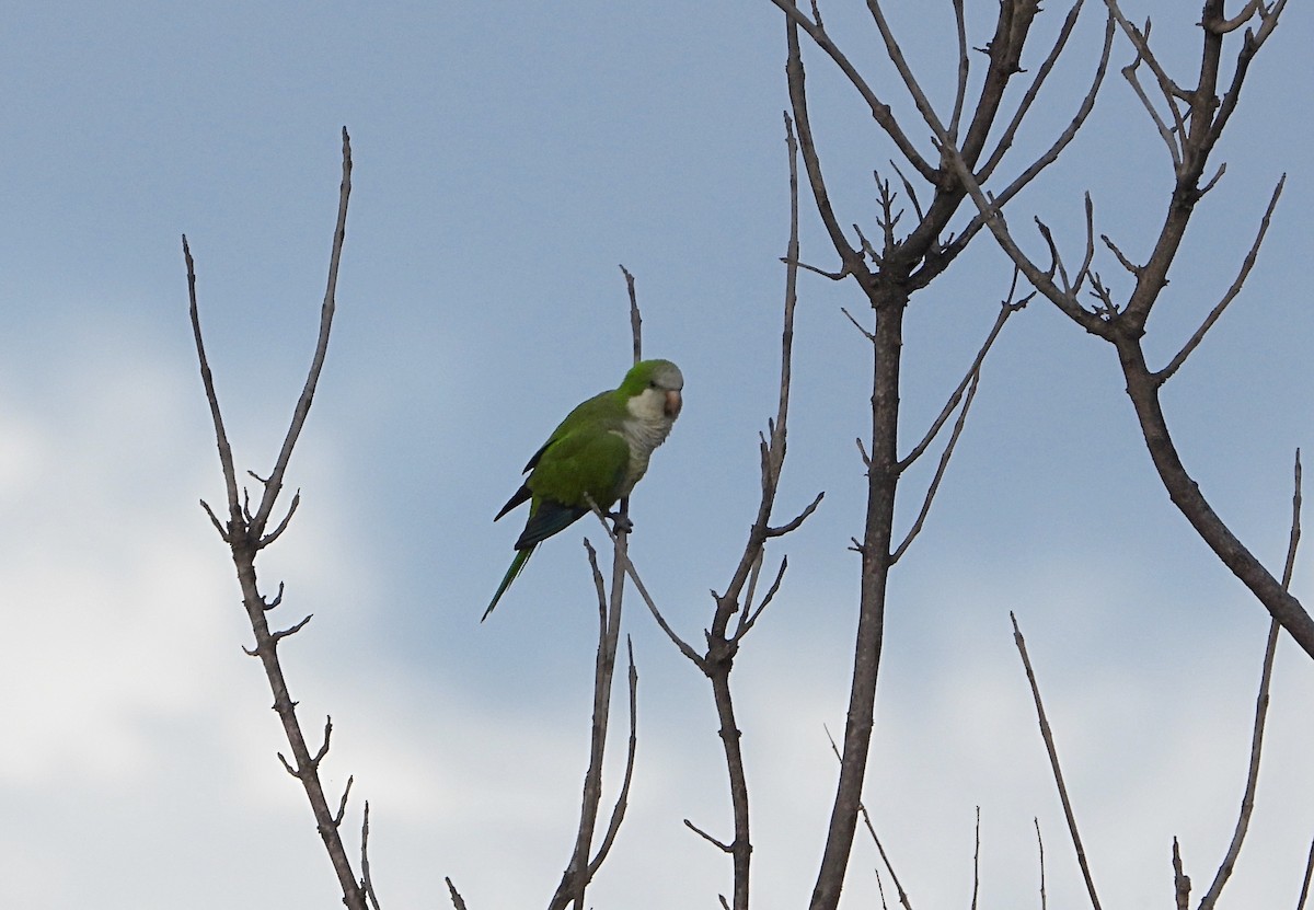 Monk Parakeet - ML616578238