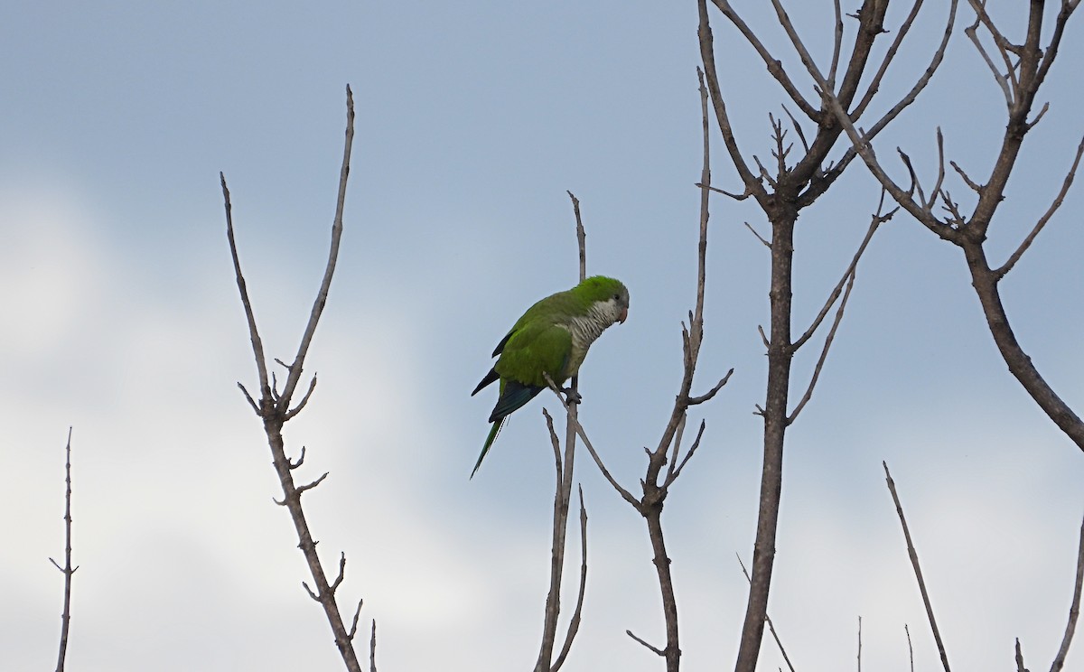 Monk Parakeet - ML616578239