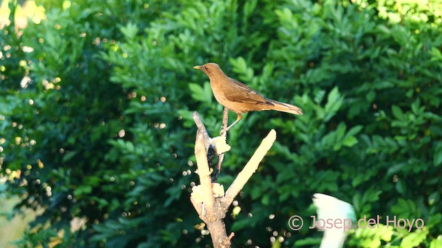 Clay-colored Thrush - ML616578256