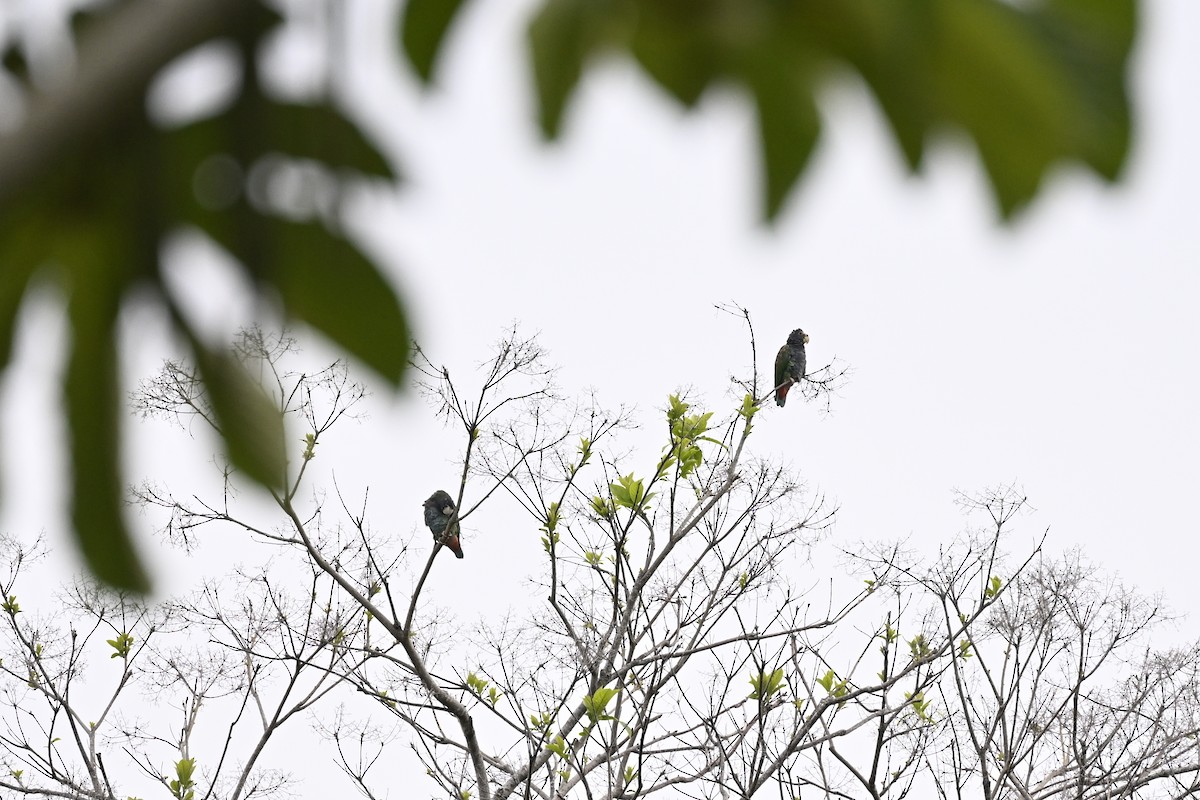 White-crowned Parrot - ML616578258