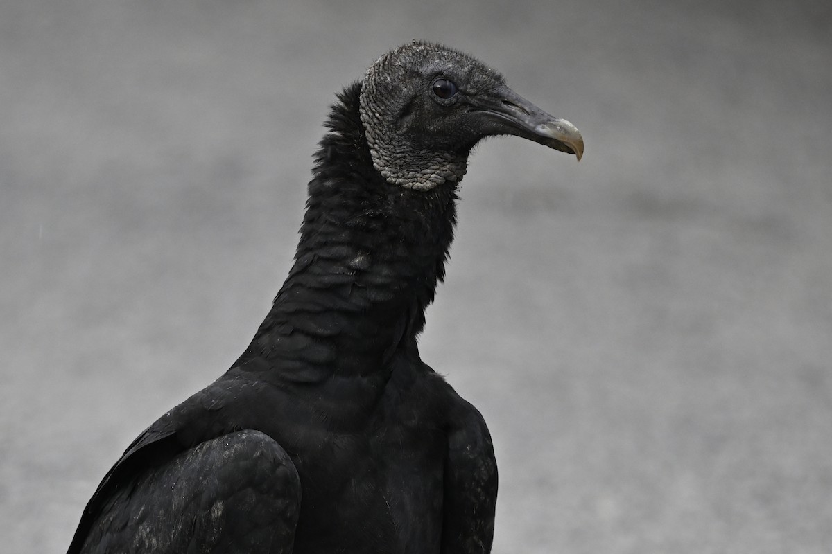 Black Vulture - ML616578269