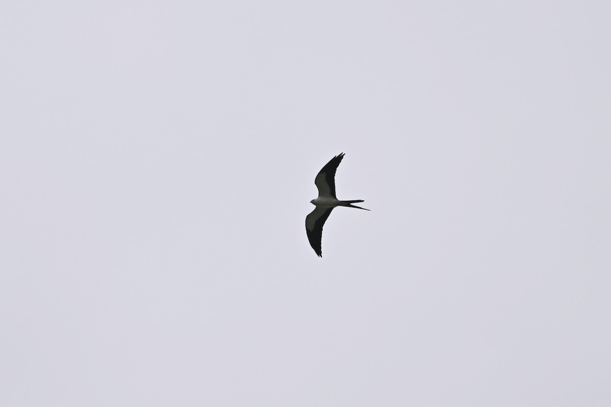 Swallow-tailed Kite - ML616578293