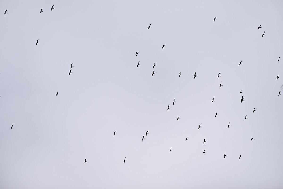 Swallow-tailed Kite - ML616578294