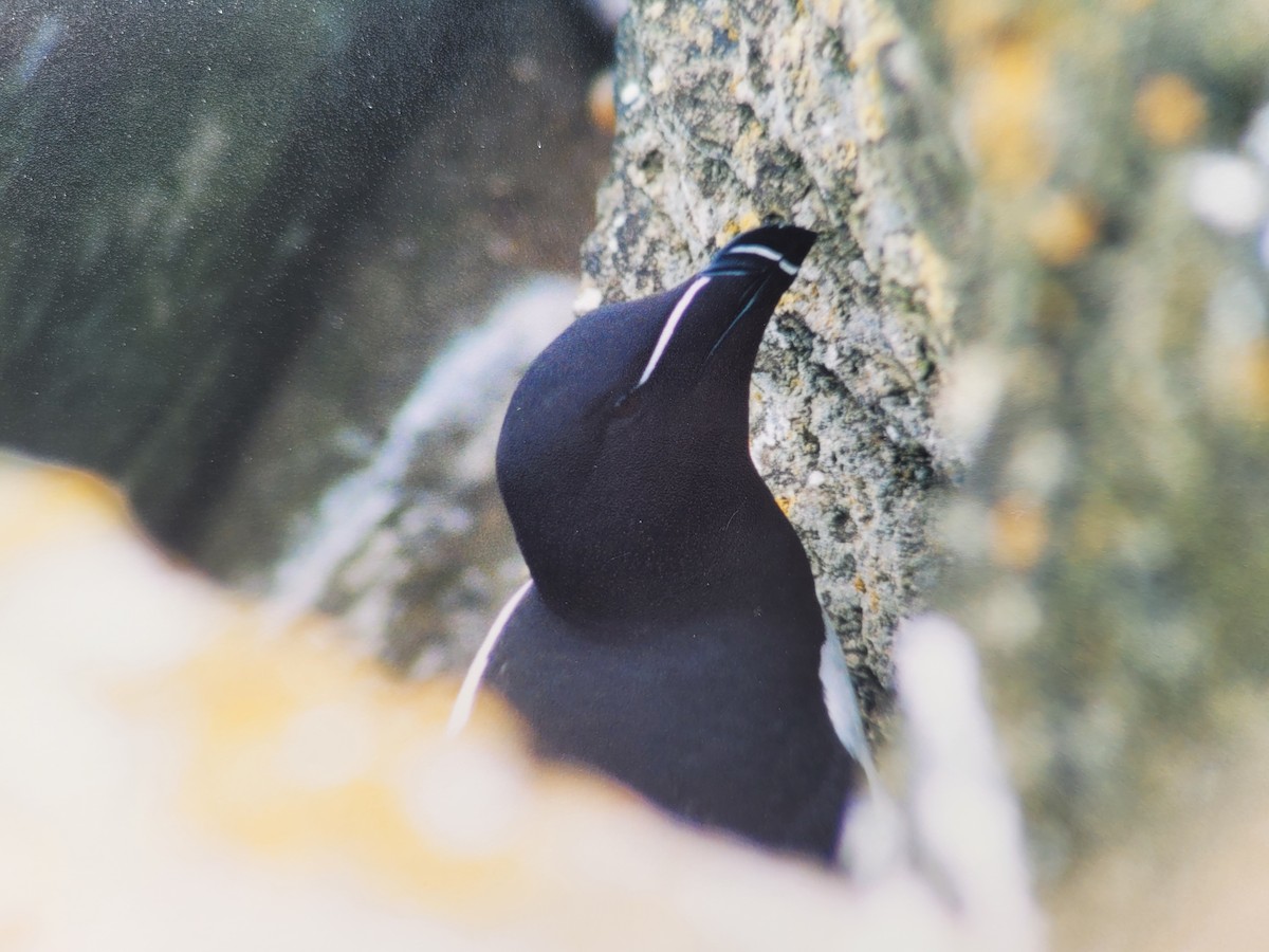 Razorbill - ML616578308