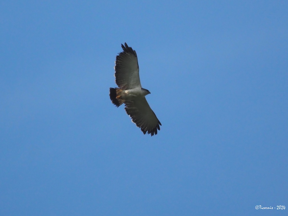 Gray-backed Hawk - Rafael Campos-Ramírez