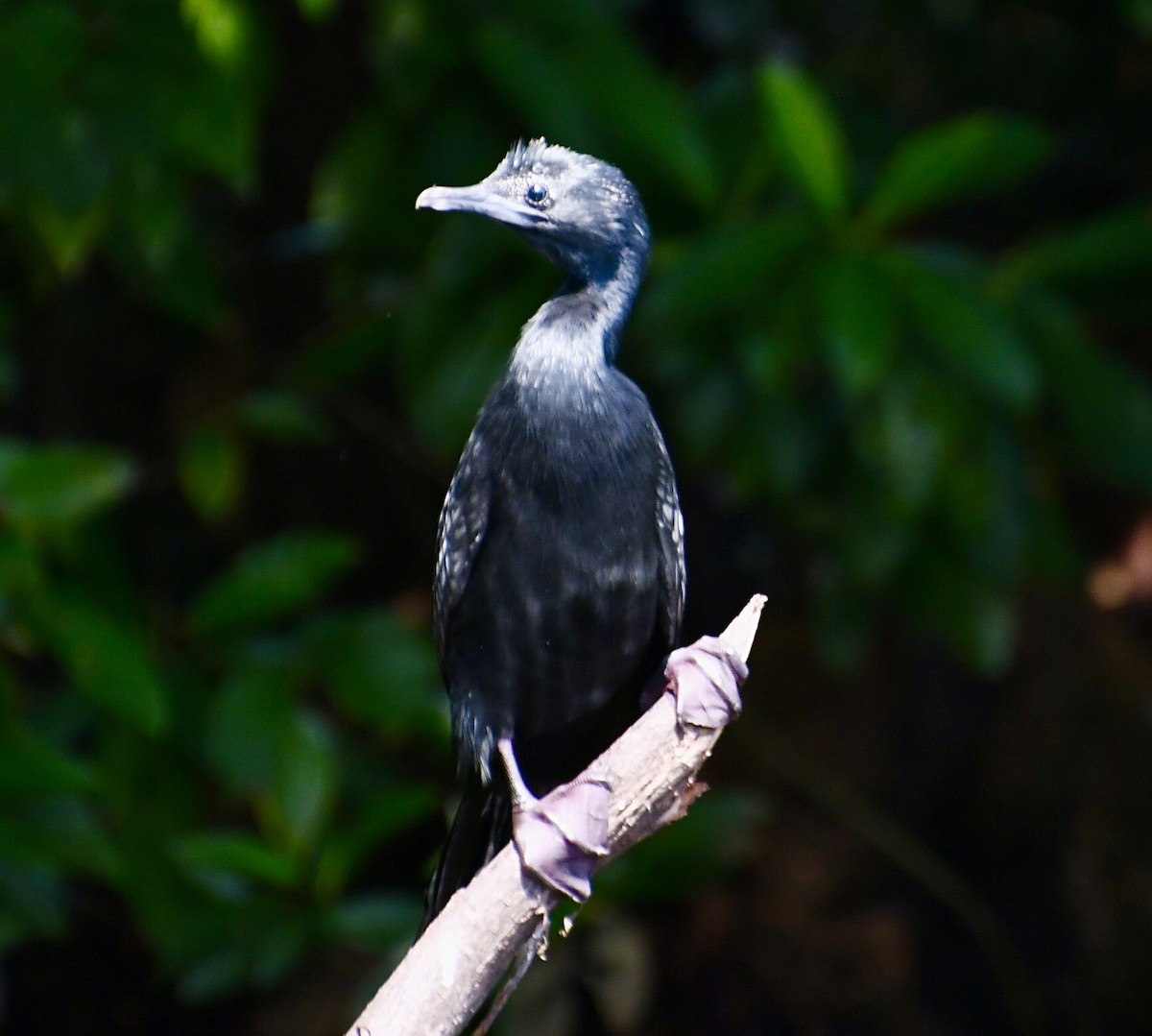 Little Cormorant - ML616578353