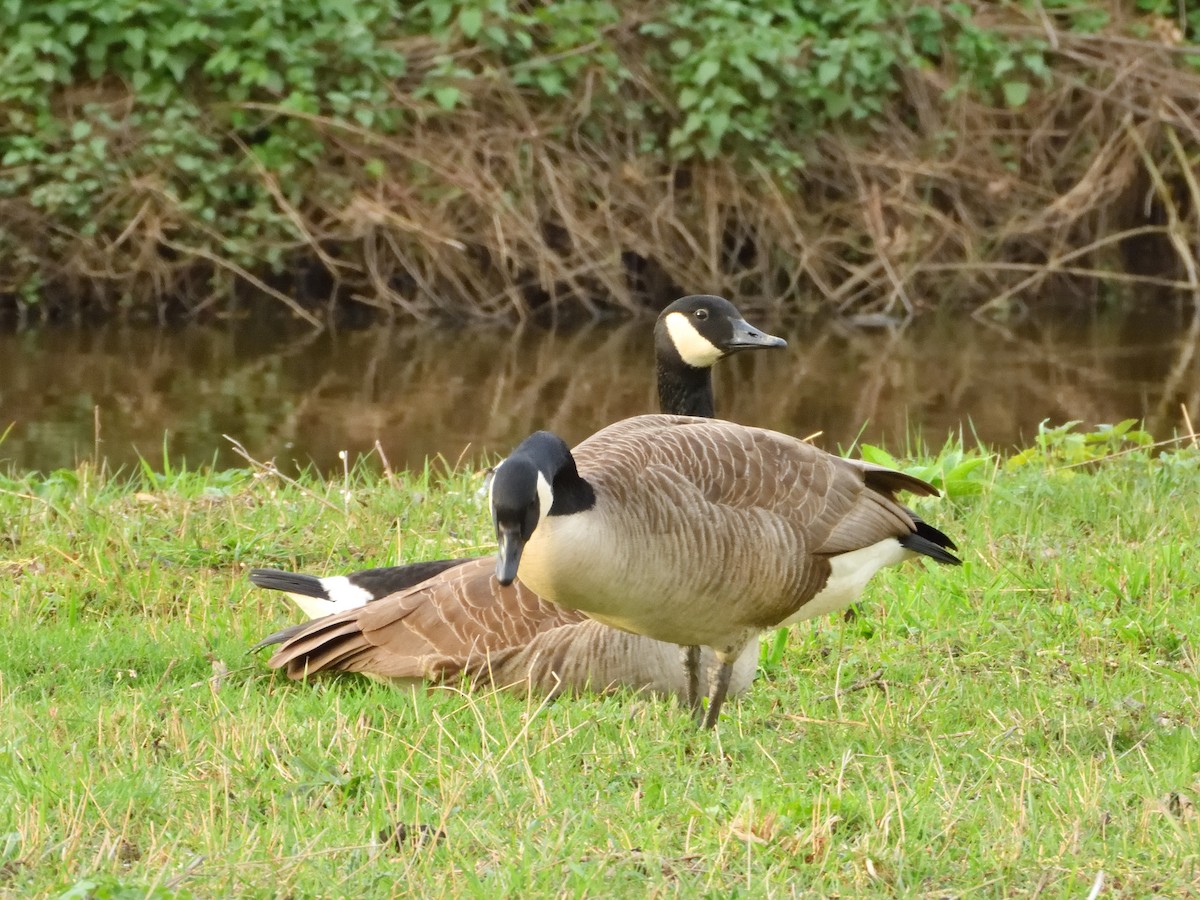 Canada Goose - ML616578366