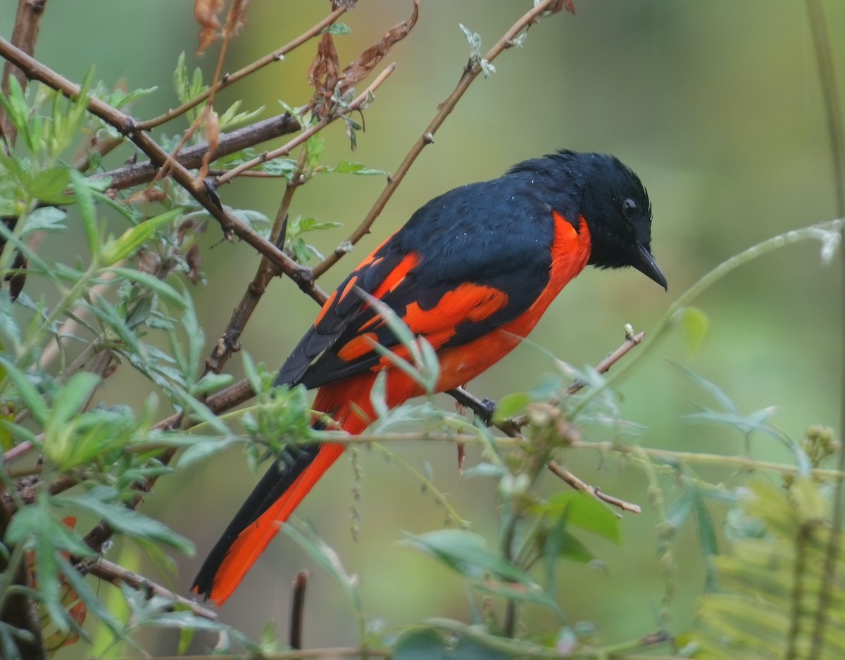 Scarlet Minivet - Sudip Simha