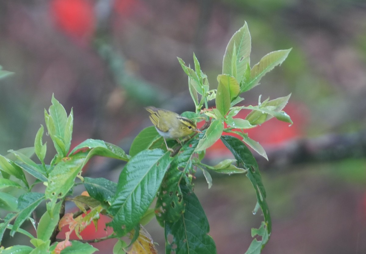 Yellow-vented Warbler - ML616578407