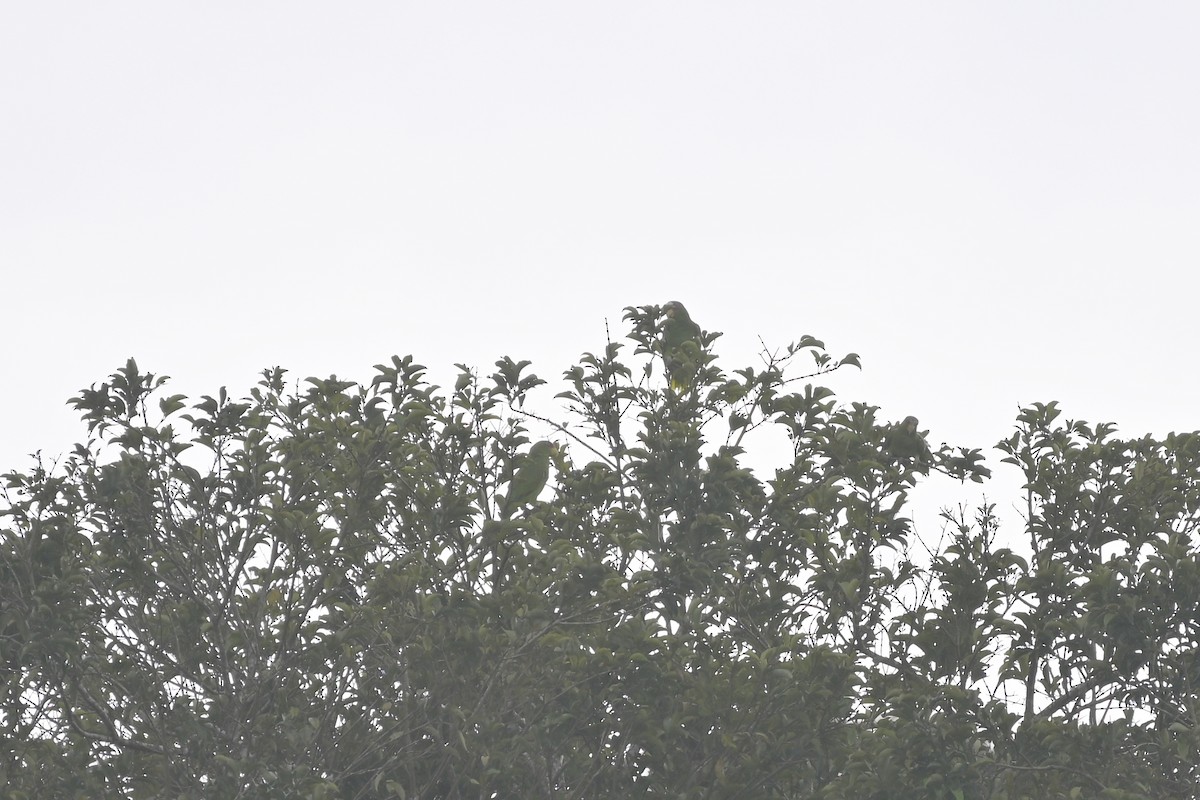 White-fronted Parrot - ML616578408