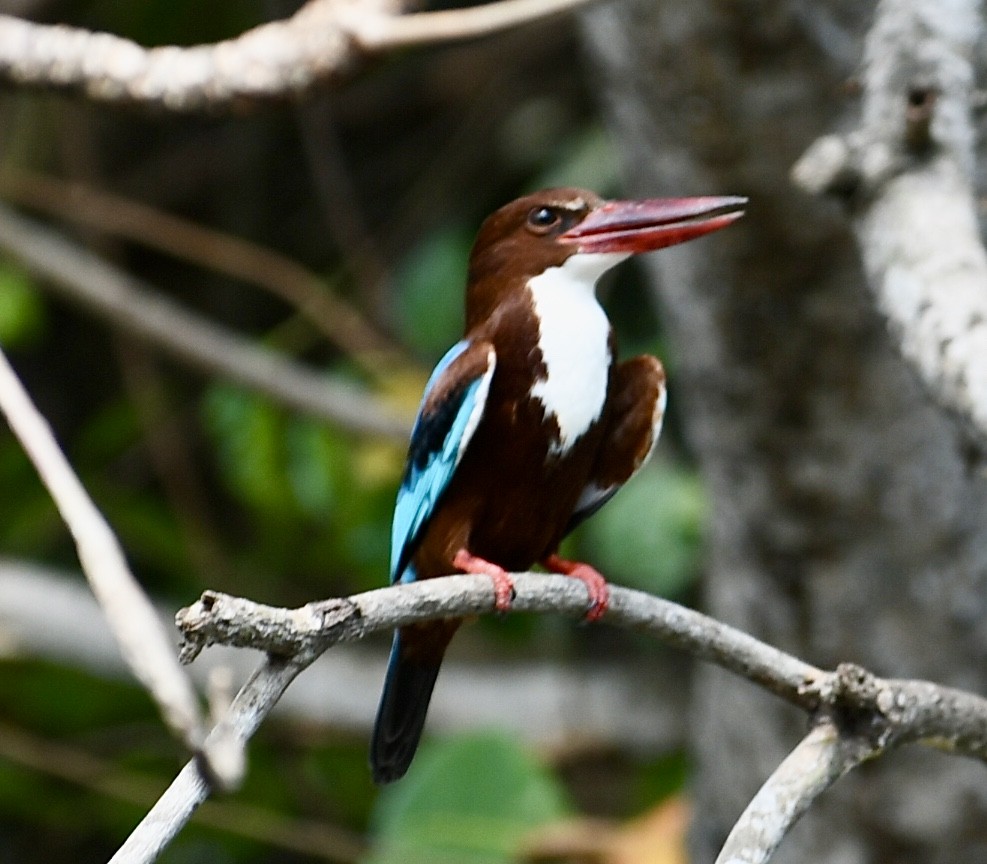 White-throated Kingfisher - ML616578409