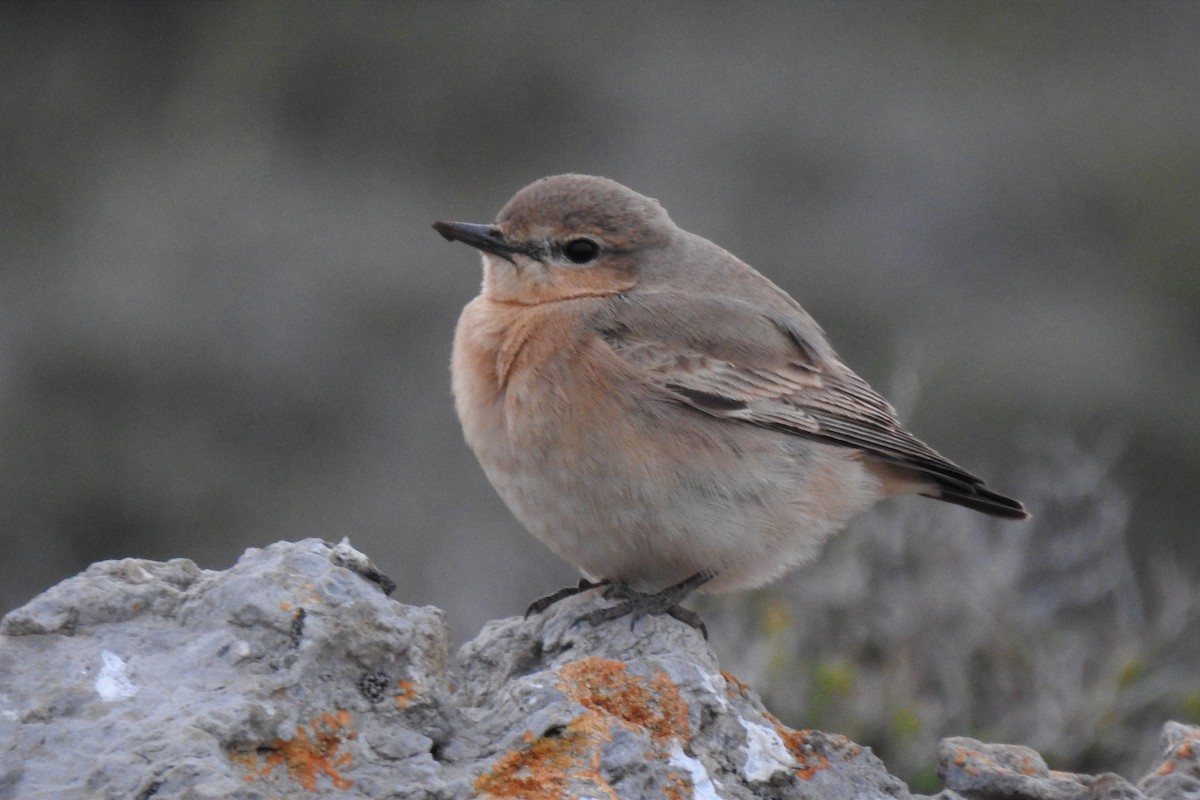 Isabelline Wheatear - ML616578411