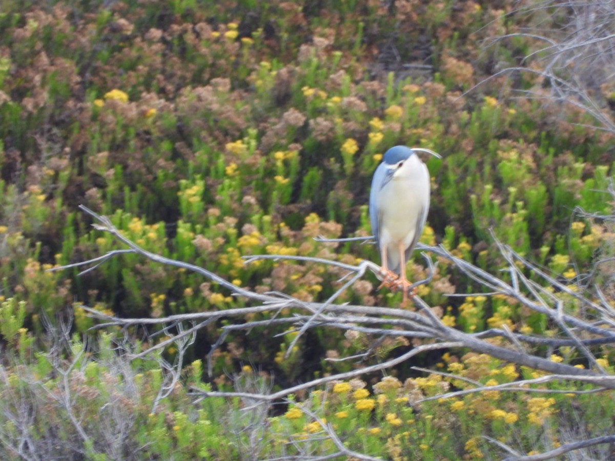 Black-crowned Night Heron - ML616578423