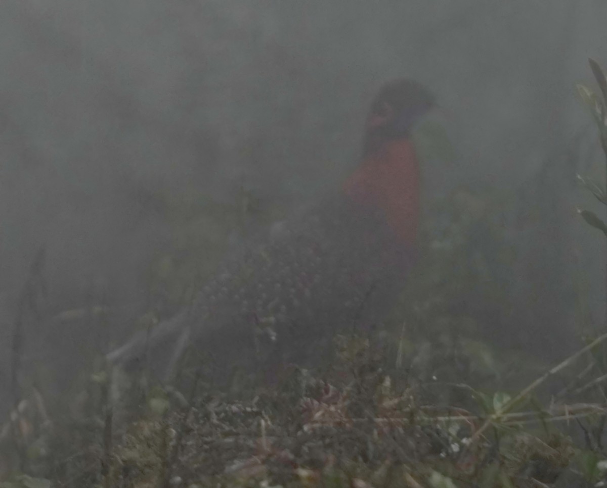 Satyr Tragopan - ML616578424