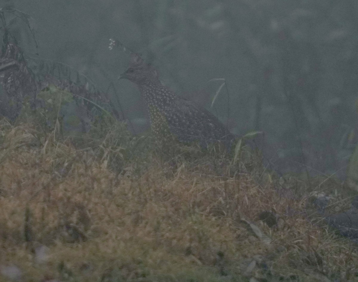 Satyr Tragopan - ML616578425