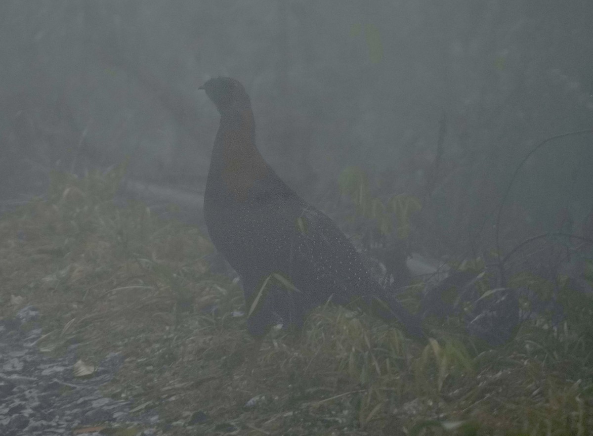 Satyr Tragopan - ML616578427