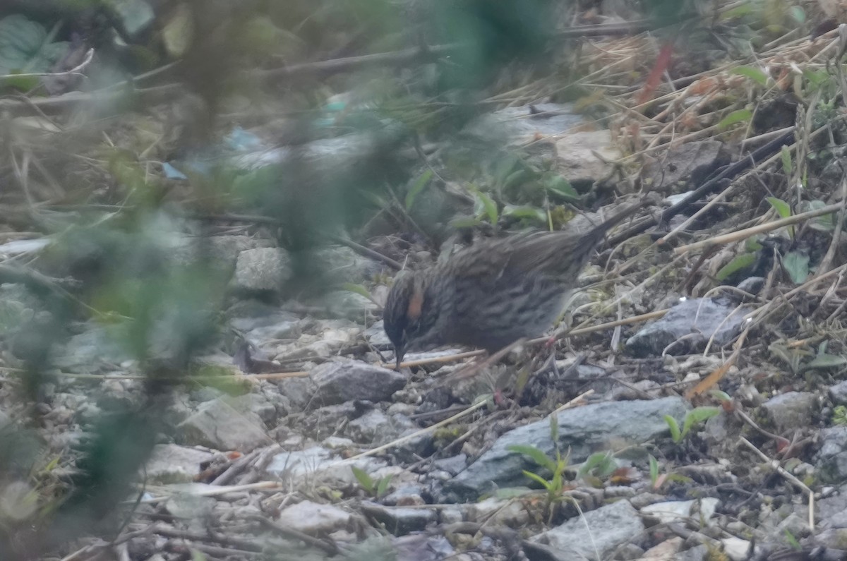 Rufous-breasted Accentor - ML616578443