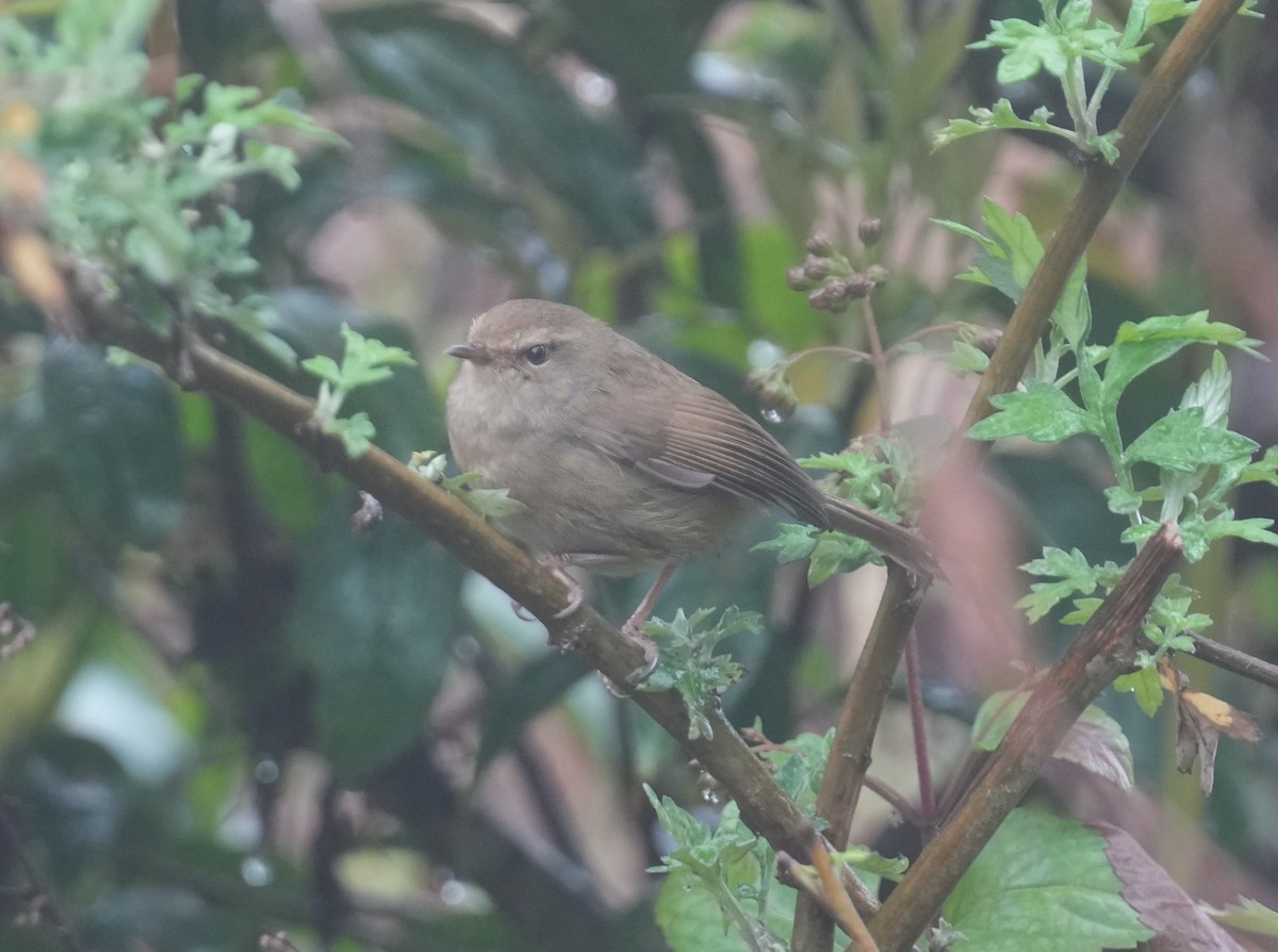 Brownish-flanked Bush Warbler - ML616578444