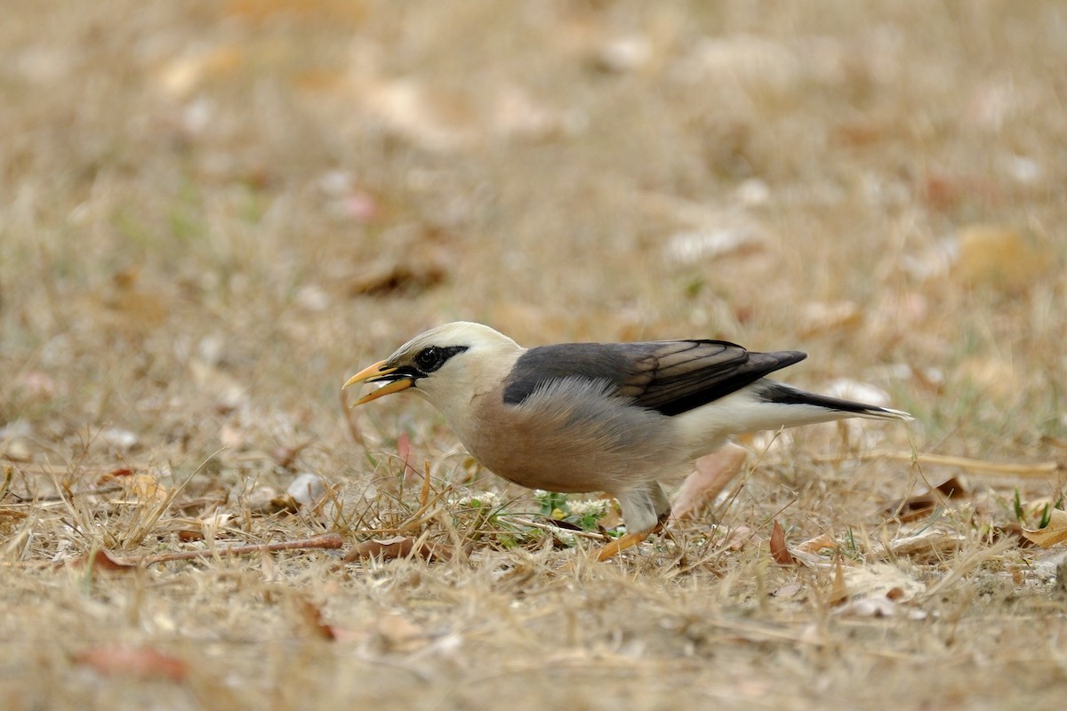 Vinous-breasted Myna - ML616578448