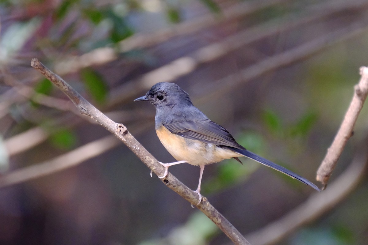 White-rumped Shama - ML616578453