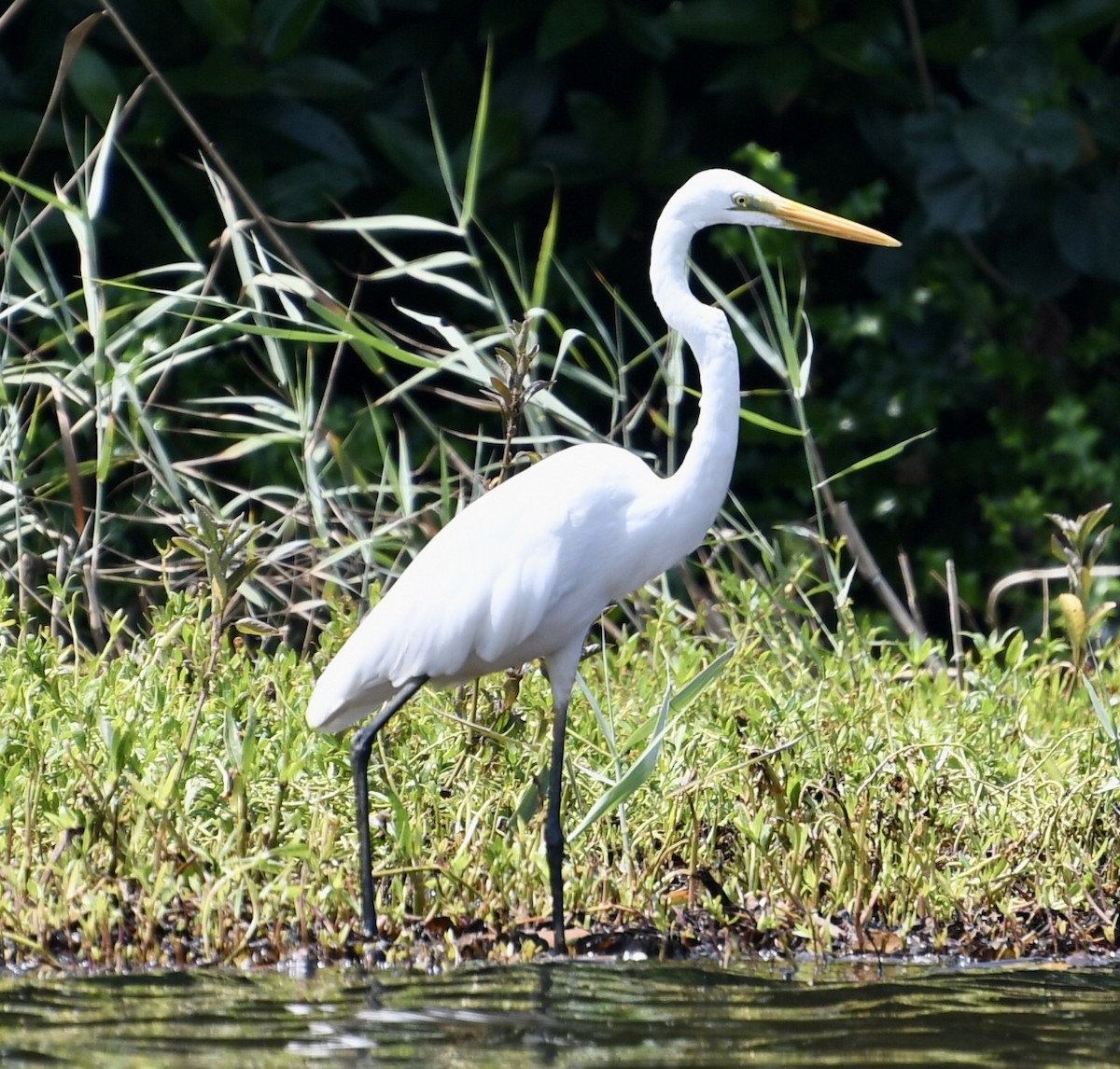 Great Egret - Ron Sassen