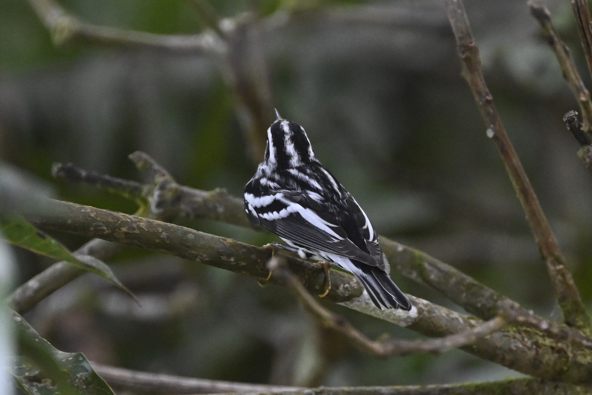 Black-and-white Warbler - ML616578468