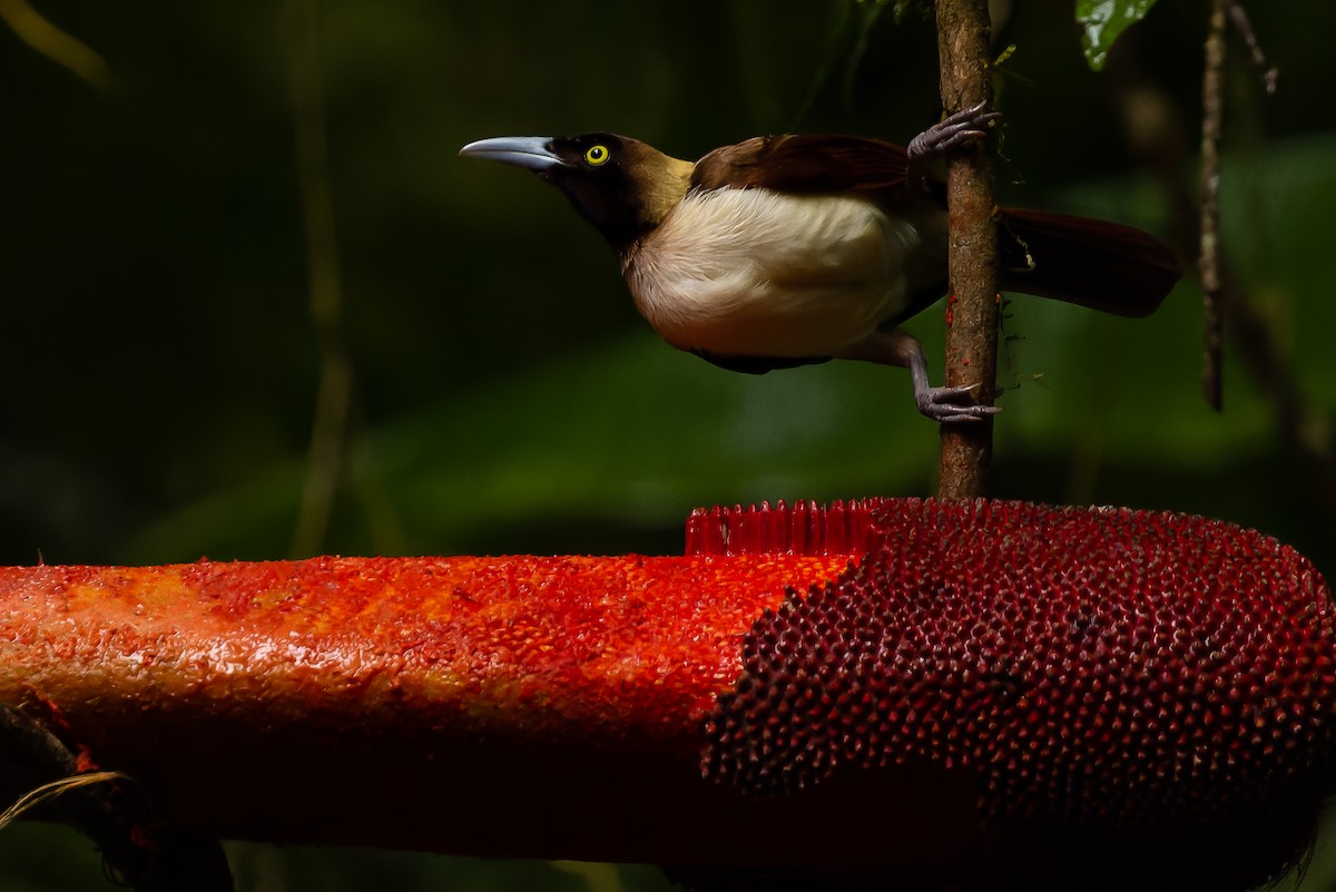 Lesser Bird-of-Paradise - ML616578508