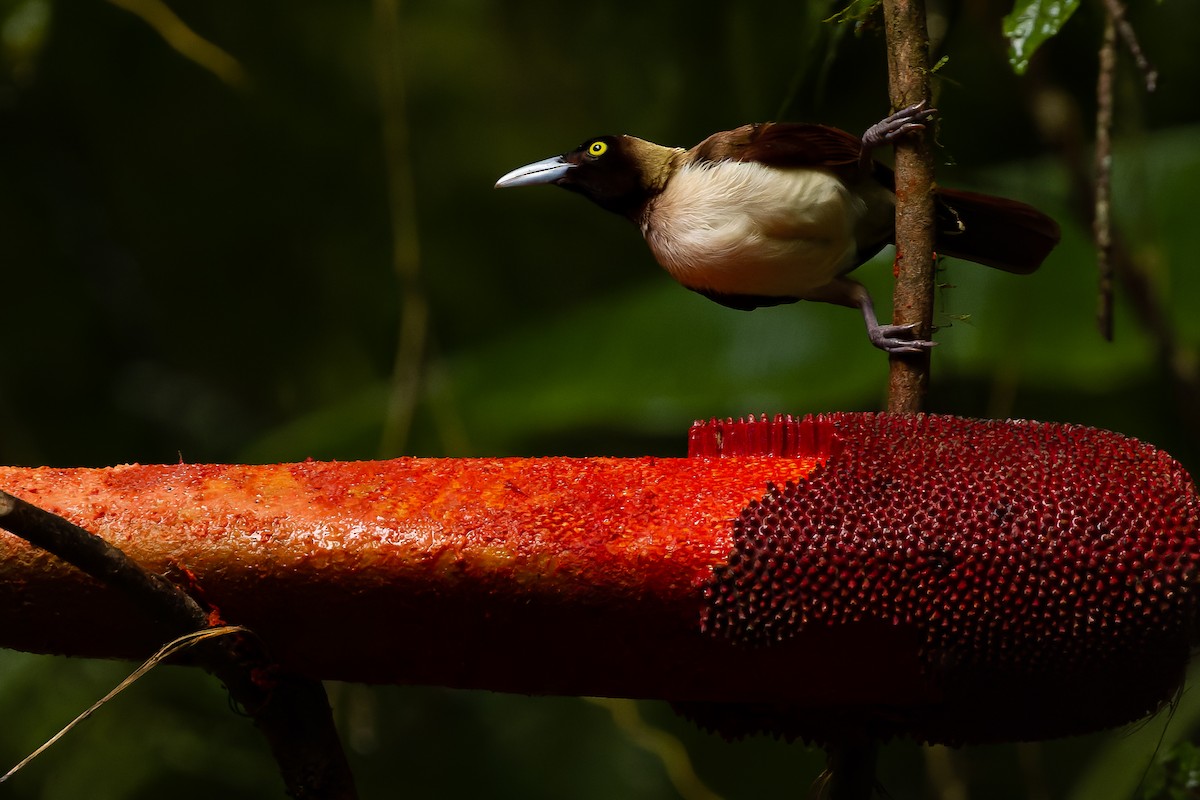 Lesser Bird-of-Paradise - ML616578514