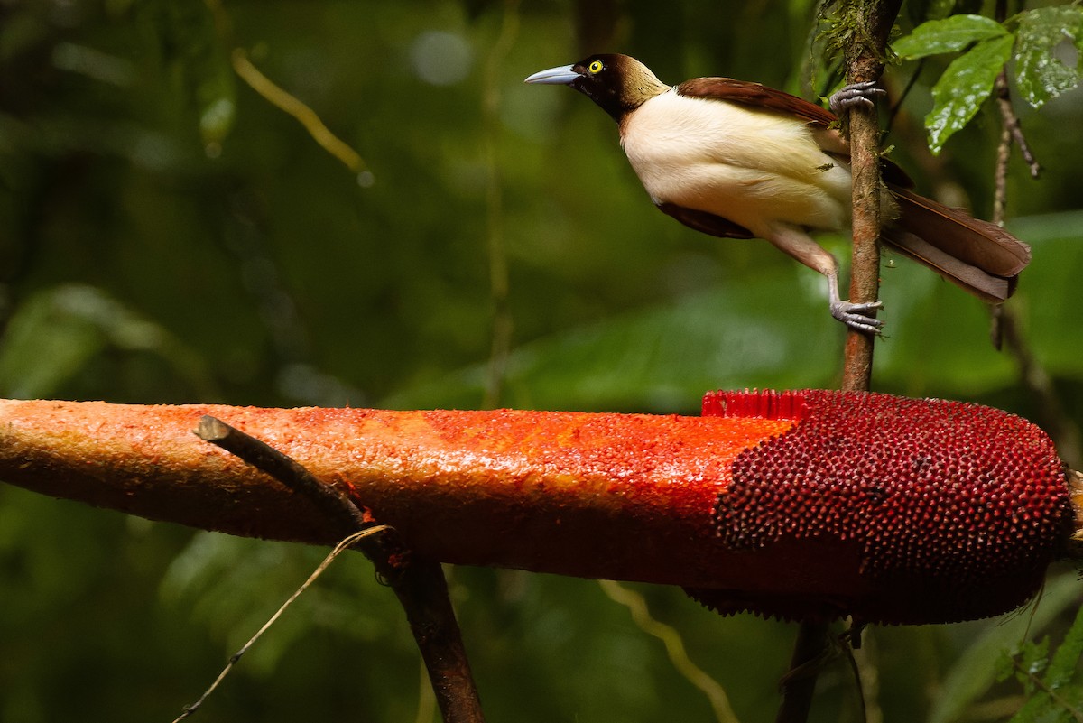 Lesser Bird-of-Paradise - ML616578515