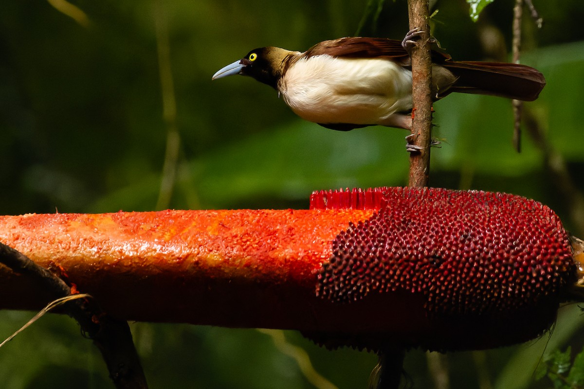 Lesser Bird-of-Paradise - ML616578523