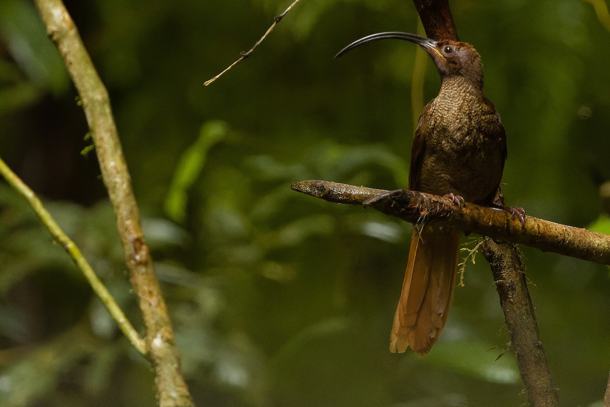 Black-billed Sicklebill - ML616578569