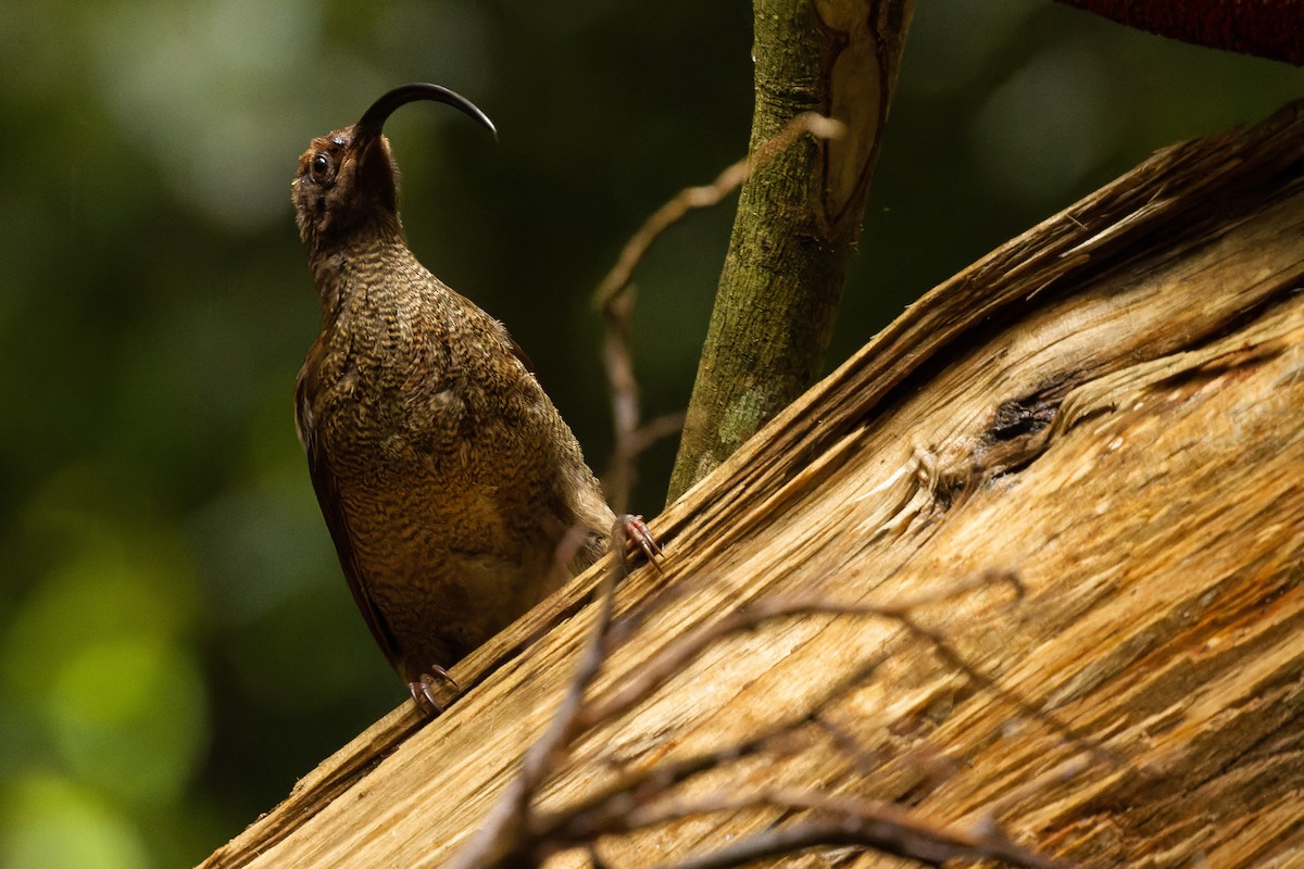 Black-billed Sicklebill - ML616578571