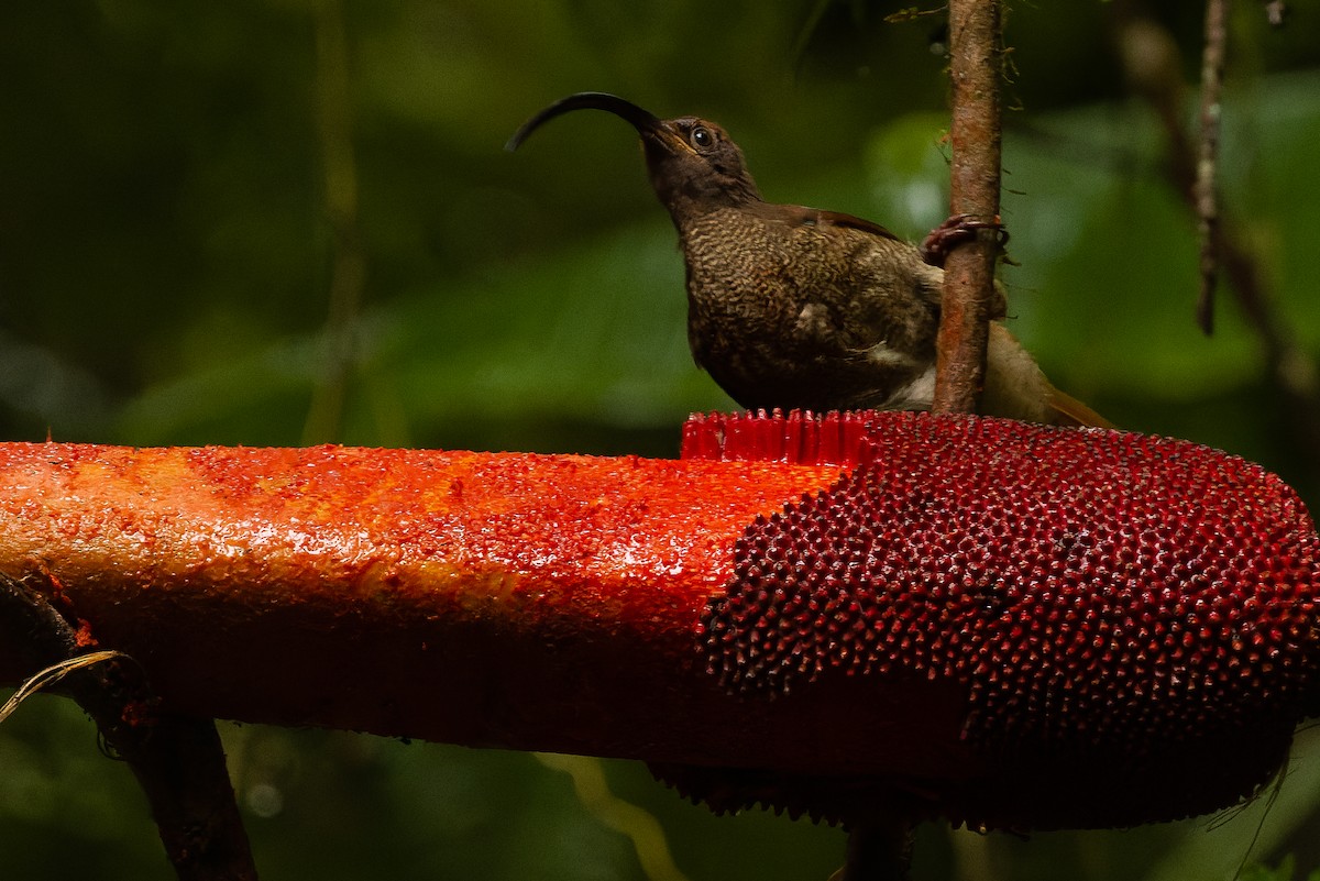 Black-billed Sicklebill - ML616578572