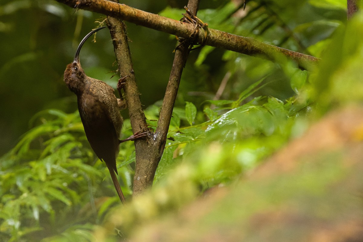 Black-billed Sicklebill - Joachim Bertrands