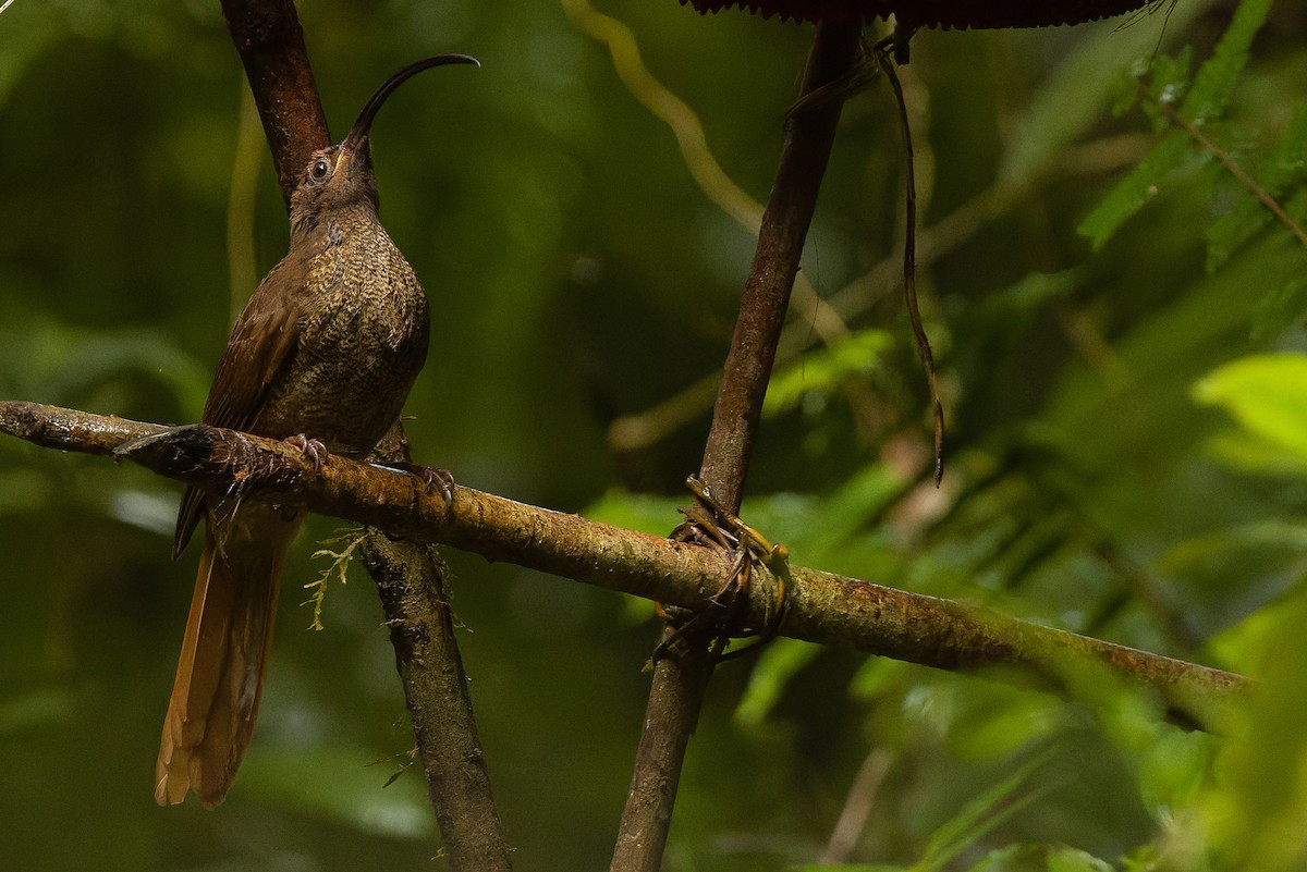 Black-billed Sicklebill - Joachim Bertrands